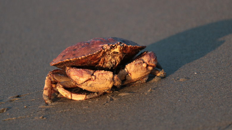 Peekytoe crab on beach sand