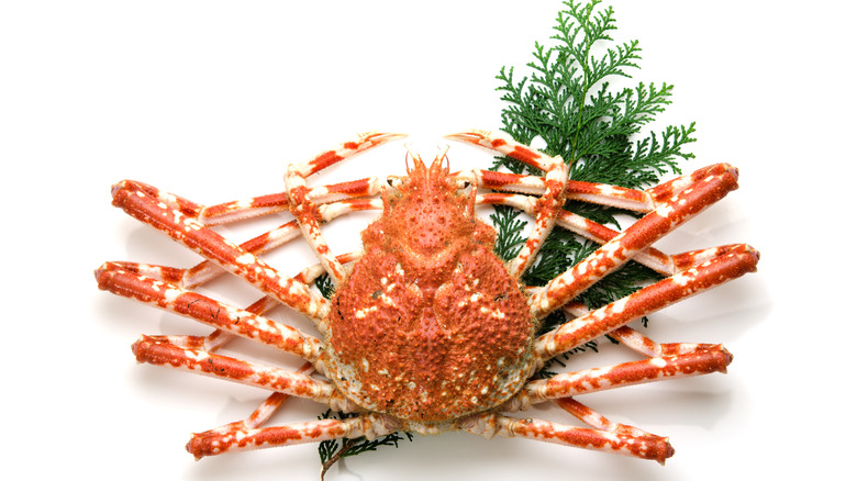 Japanese spider crab