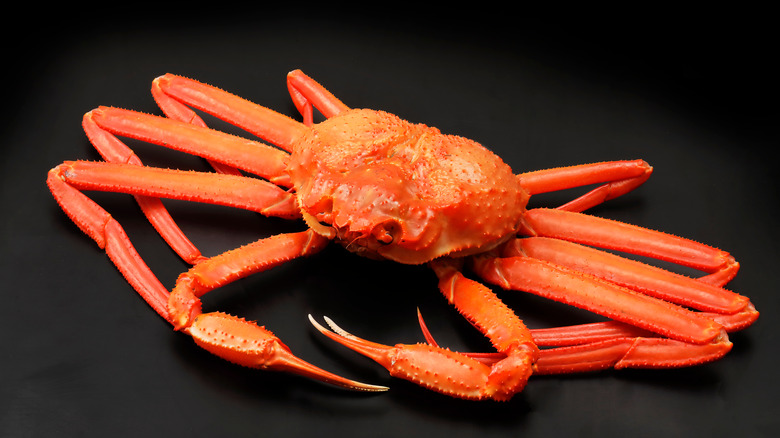 Snow crab in black background