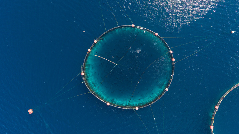 open sea fish farm