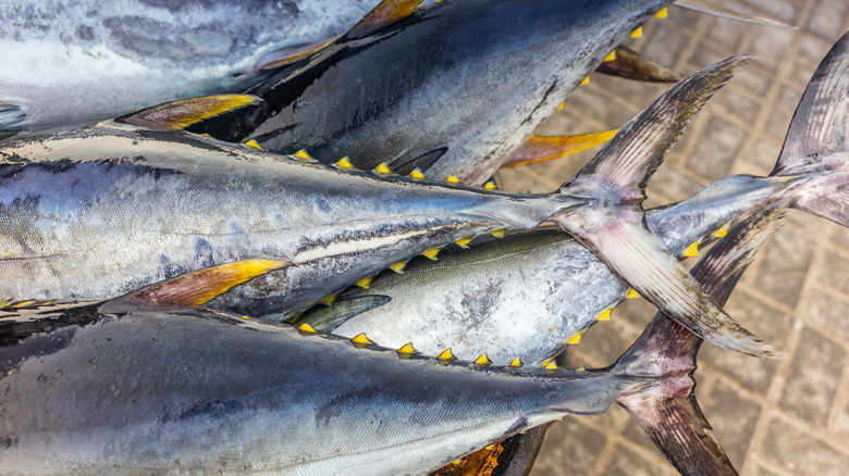 yellowfin tuna in water