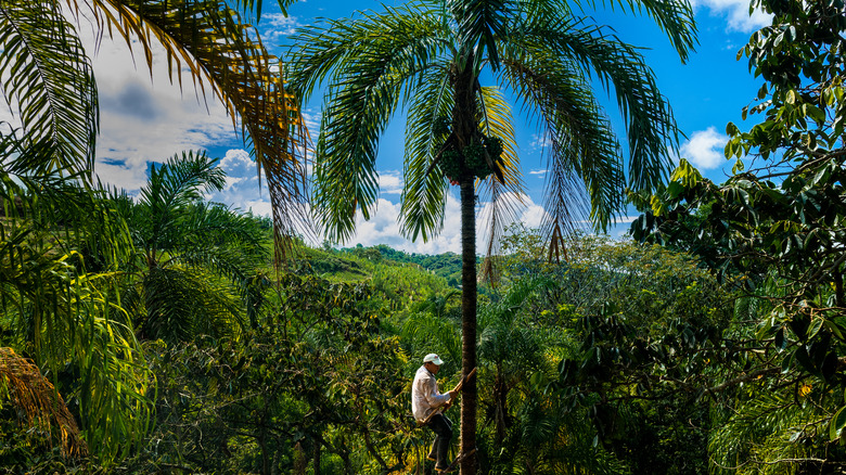 Man climbing peach palm tree