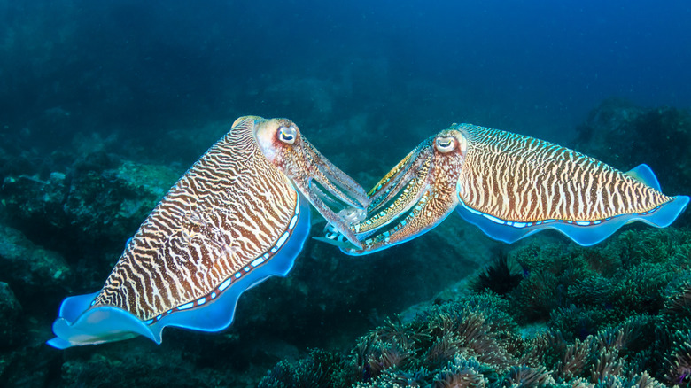 Cuttlefish swimming in the ocean