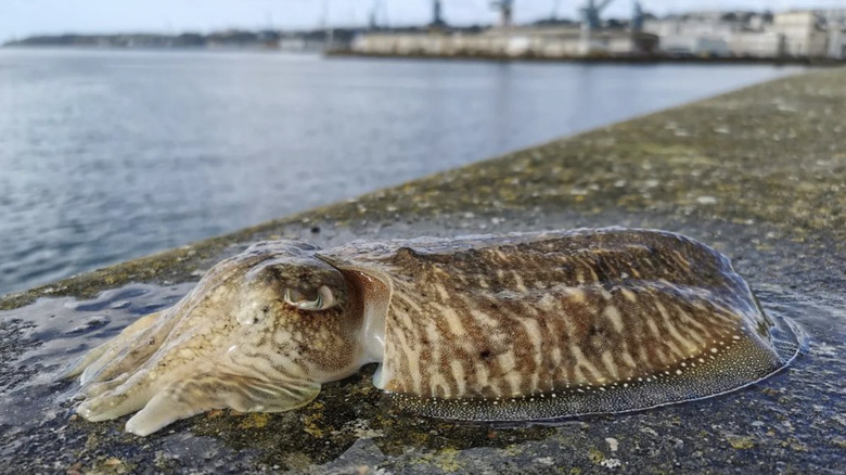 A cuttlefish on the pier