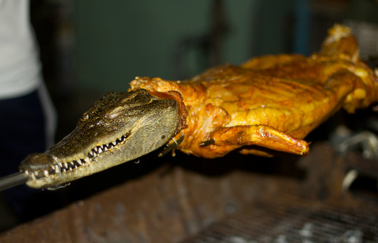 Alligator