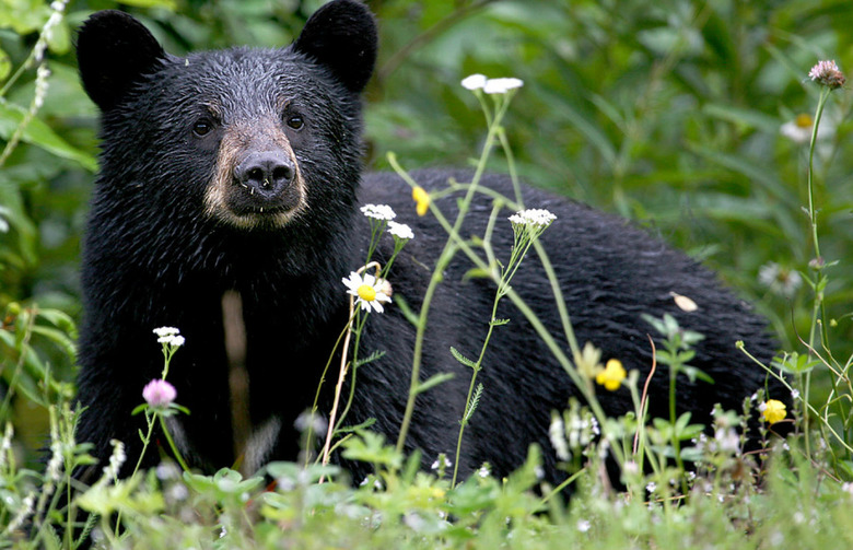 Black Bear