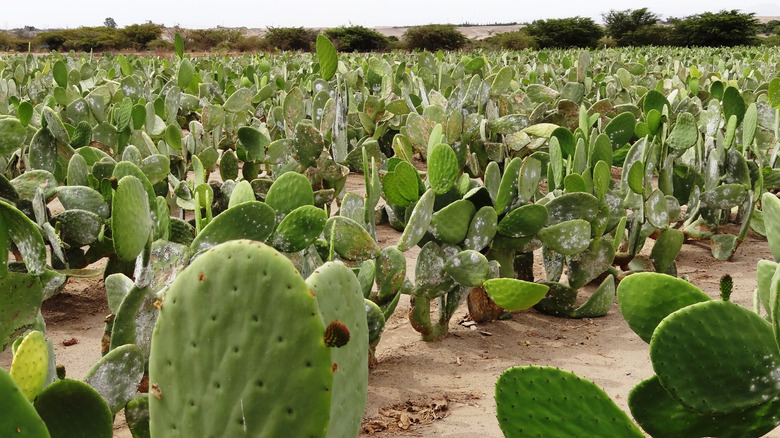 prickly pear cactus field