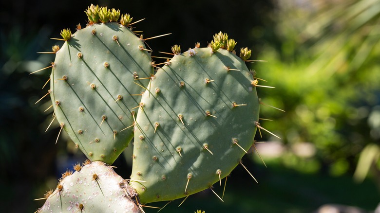 prickly pear cactus with spines
