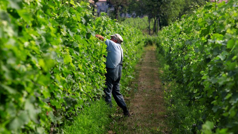 Worker in Bordeaux vineyard