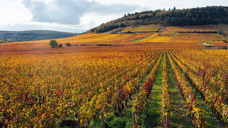 Winery in Burgundy