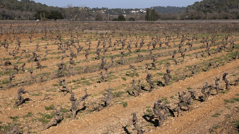 Parched vineyard in France