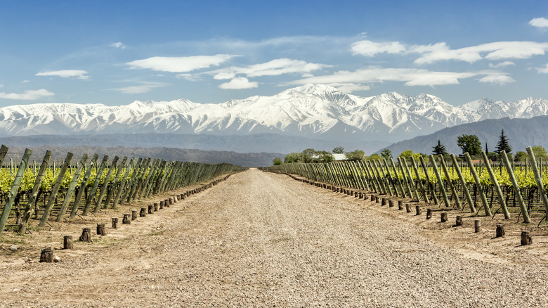 Malbec vineyard in Argentina 