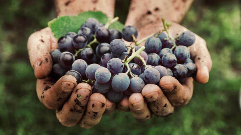 Person holding grapes