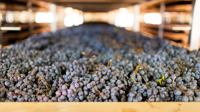 Grapes undergoing appassimento method