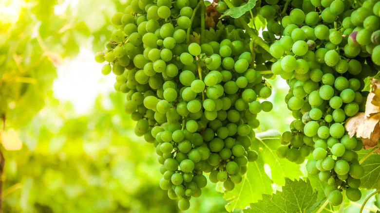 Falanghina grapes growing