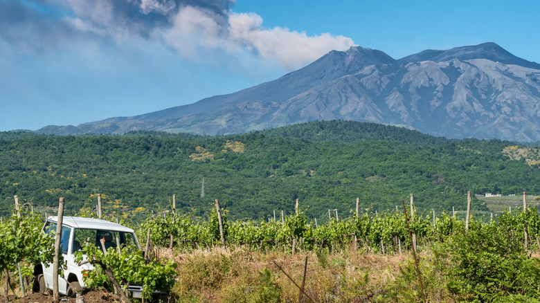 Sicilian vineyards near Mount Etna