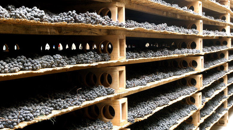 Nebbiolo grapes for Valtellina Superiore