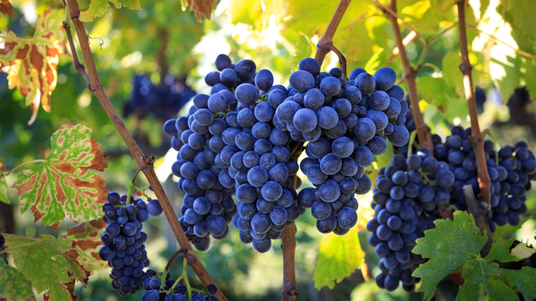 Sangiovese grape growing