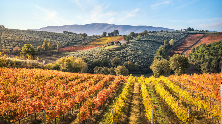 Montefalco Sagrantino vineyards in Umbria