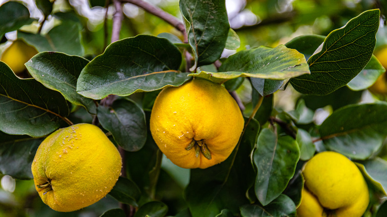 quince on a tree