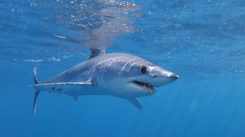 Shortfin mako shark in water