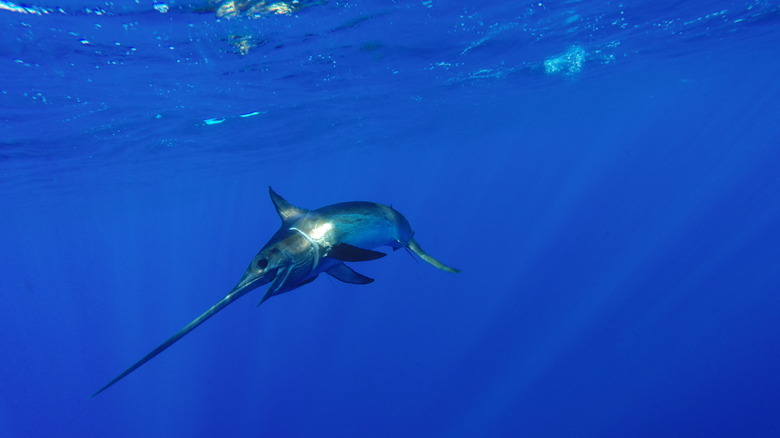 Swordfish in the ocean