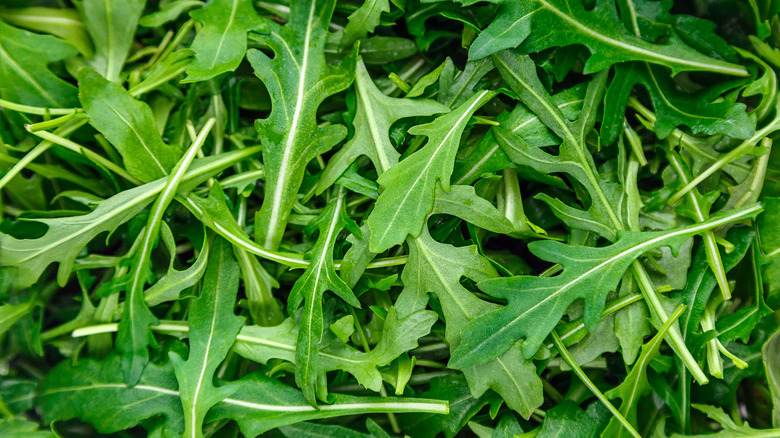 Fresh arugula leaves