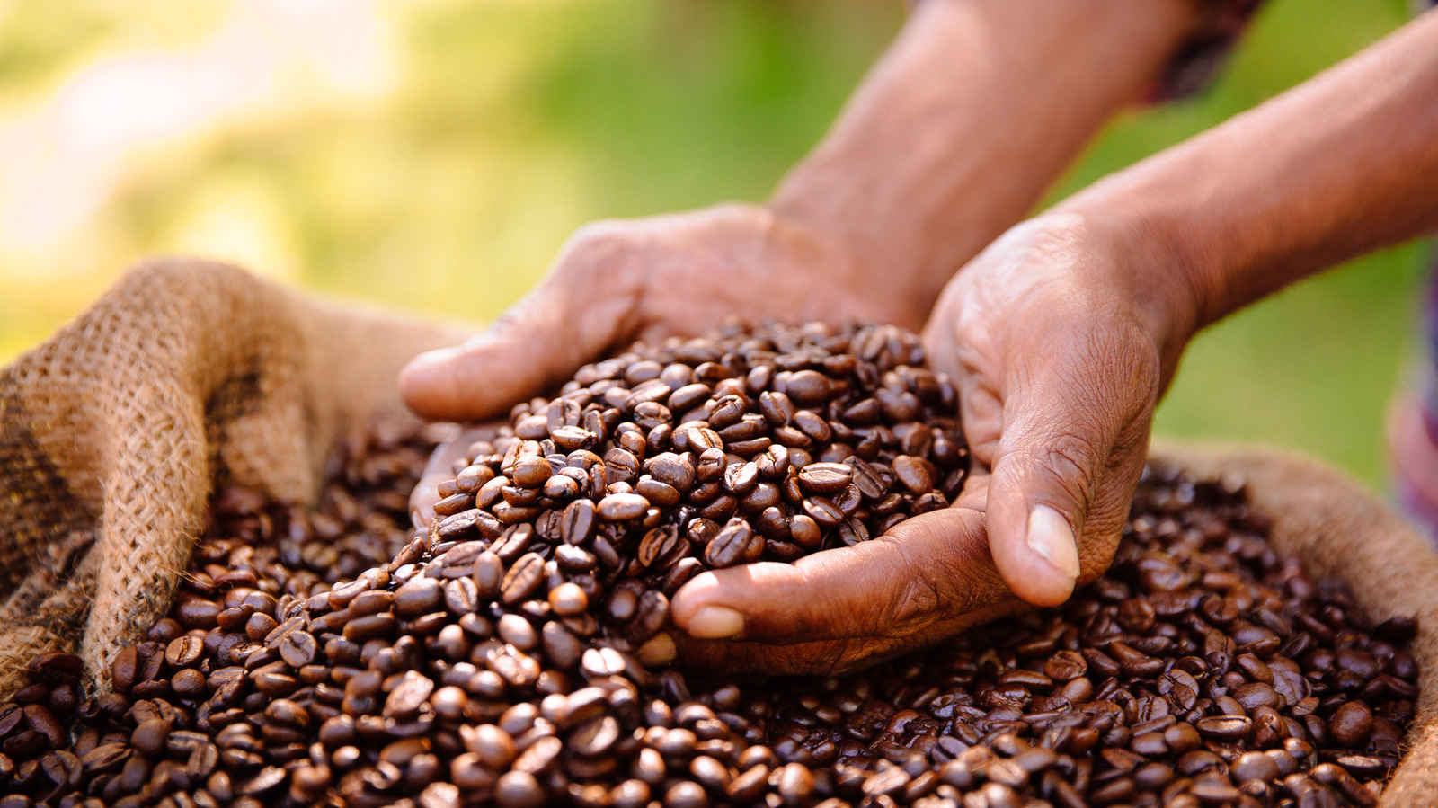 Coffee beans : Everything you need to know