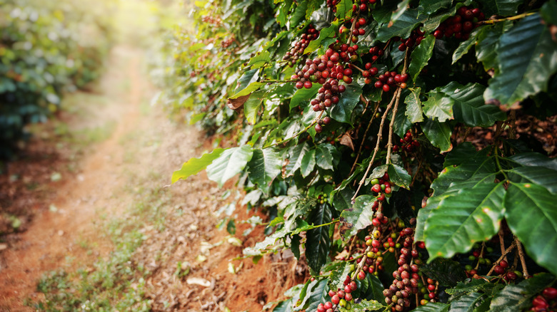 coffee tree on plantation