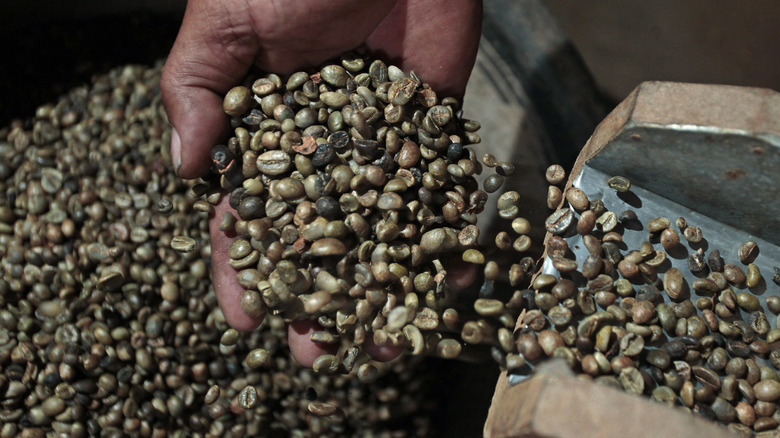 Hand holding robusta coffee beans