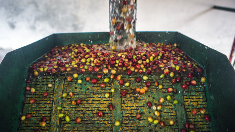 Wet processing coffee cherries