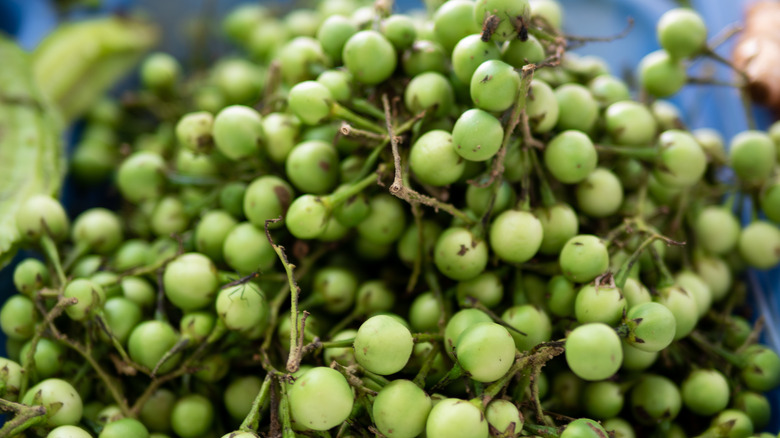 Close-up of Cluster eggplant