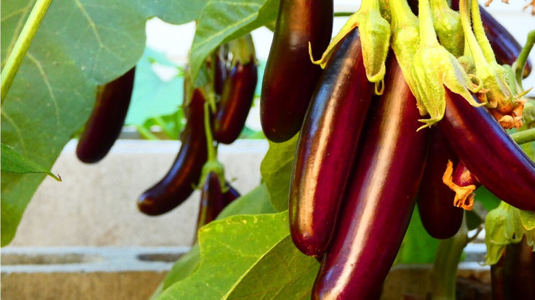 Little Finger eggplants on stems