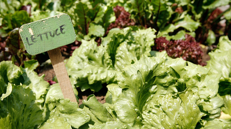 Different types of lettuce