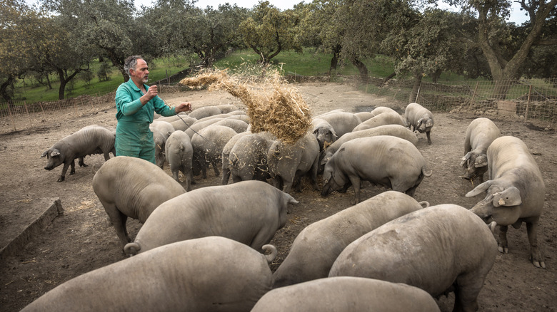 Iberian pigs eating