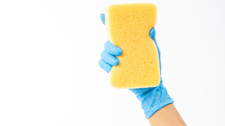 Person holding kitchen sponge