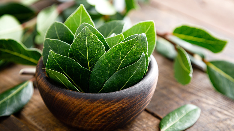 Bowl of fresh bay leaves