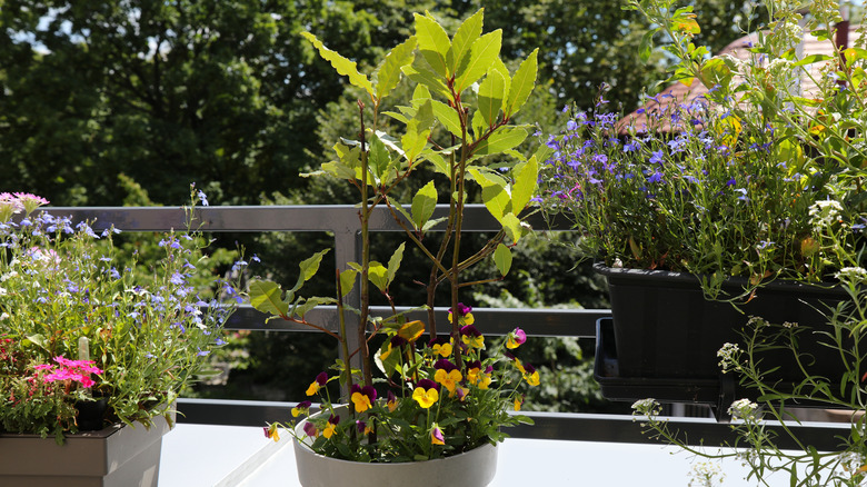 Potted bay tree on a patio