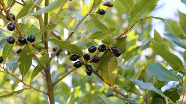 Bay tree branches with fruit