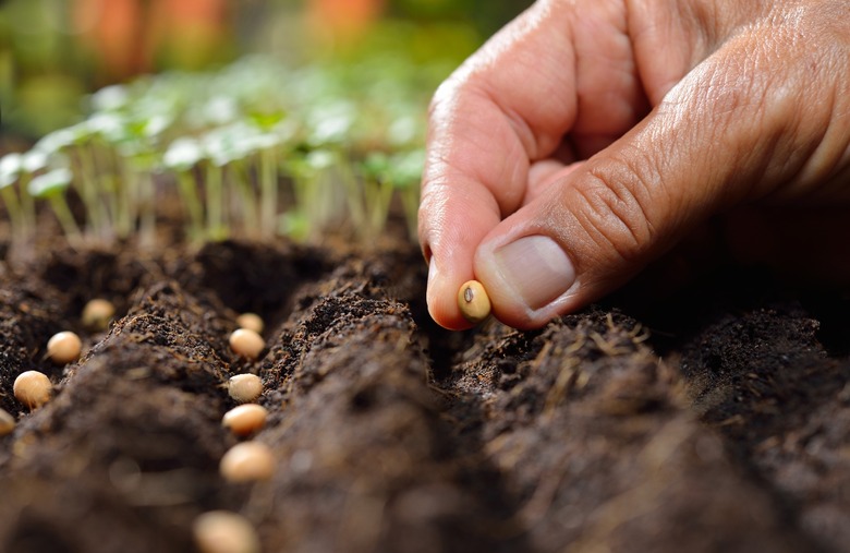 Plants and Seeds