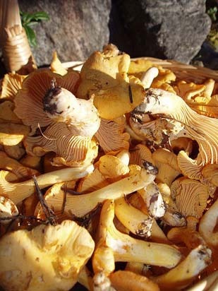 Chantarelle Mushrooms