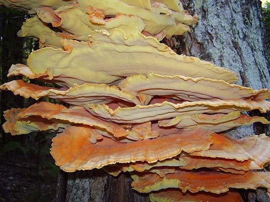 Chicken of the Woods mushroom