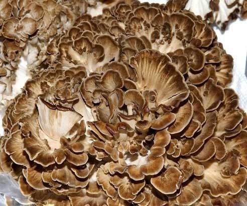 Hen of the Woods Mushrooms