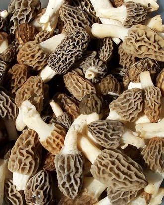 Morel Mushrooms