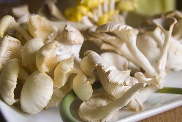 Oyster Mushroom