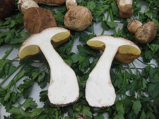 Porcini mushrooms