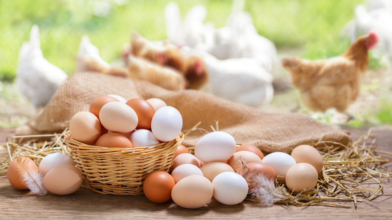 hens in a field with a basked of eggs