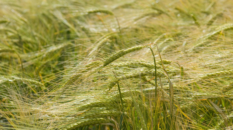 Field of green wheat