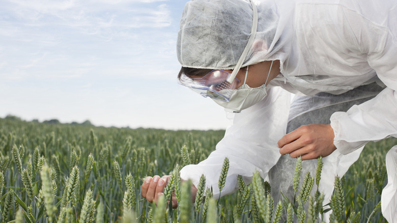 Scientist testing wheat in field