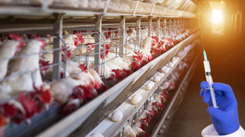 syringe and factory chicken farm 